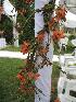 Wedding Decoration Sacramento